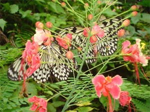 Singapore Butterfly Park and Insect Kingdom Paradise on Earth