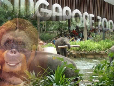 Singapore Zoological Gardens