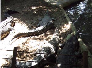 Meet the Teeth at the Singapore Crocodilarium